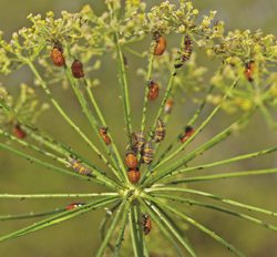 Photograph of flower head of dill with ladybird larvae and pupae.
